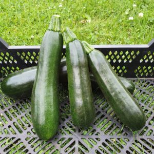 courgette geoogst in kratje