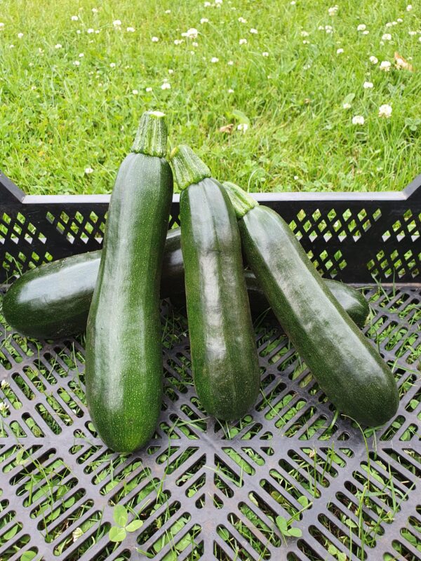 courgette geoogst in kratje